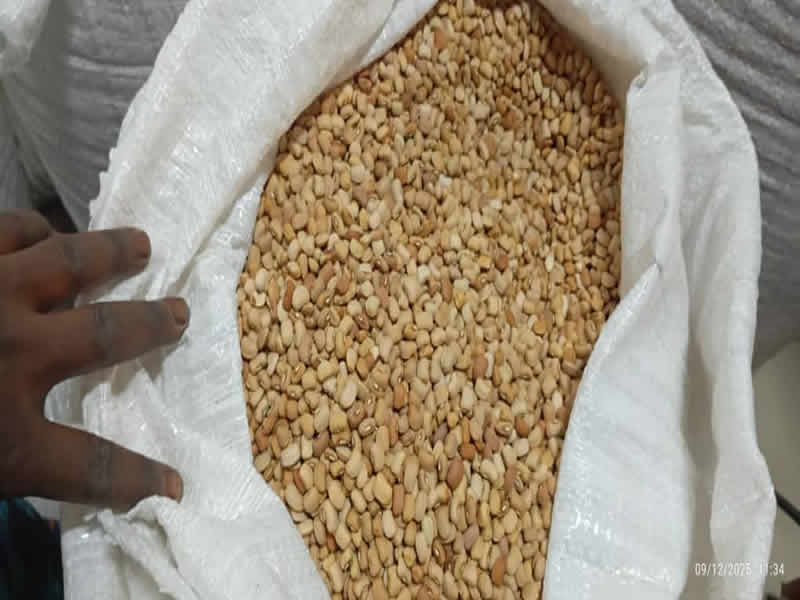 Export_3_brown beans