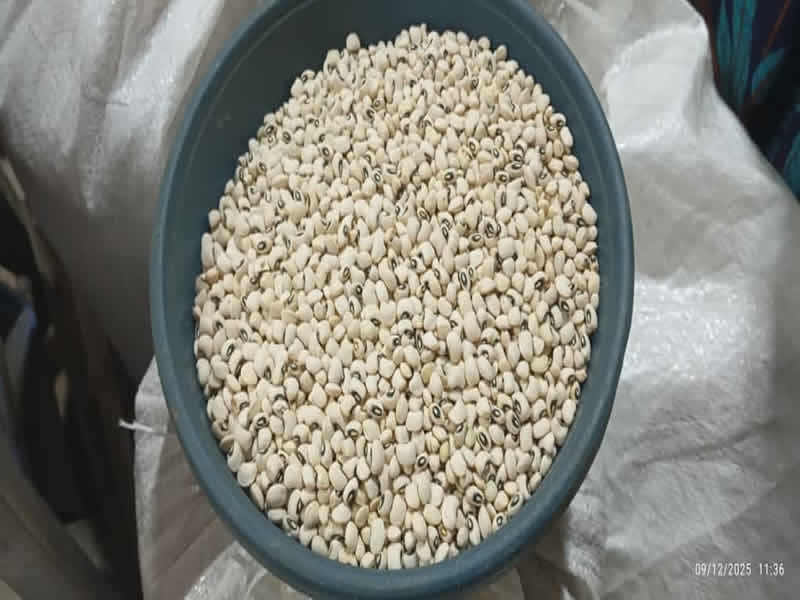 Export_3_white beans